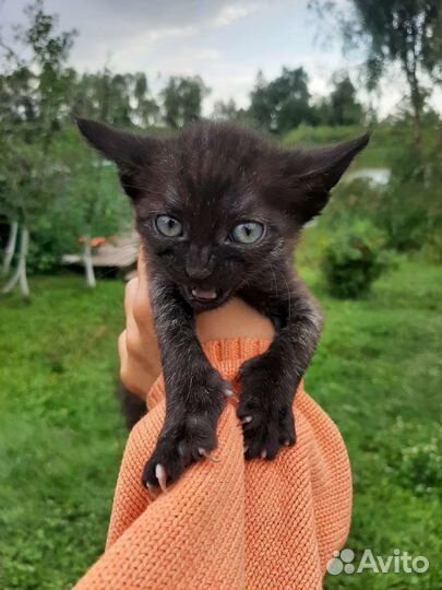 Котята в добрые руки бесплатно