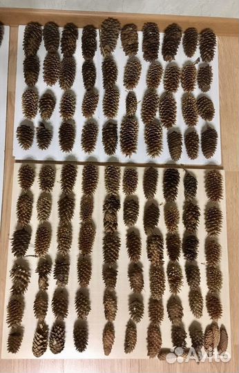 Шишки сосновые еловые столичные московские