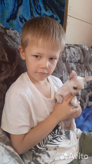 Чихуахуа мини