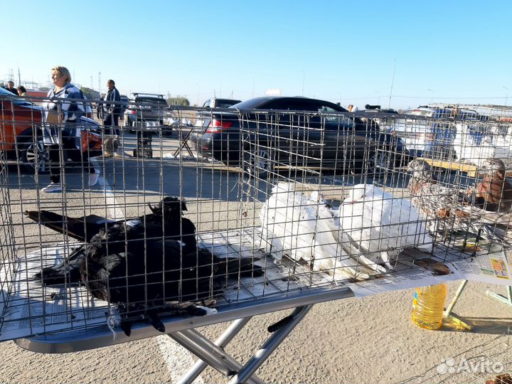 Продажа голубей