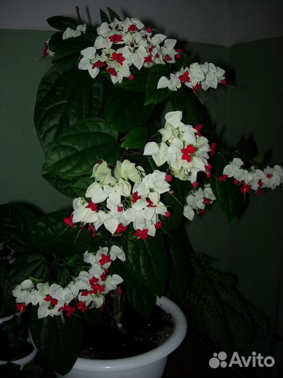 Домашние растения 1