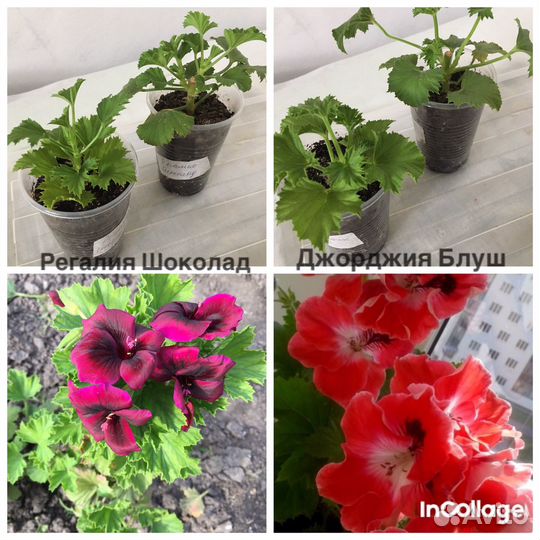 Королевские пеларгонии