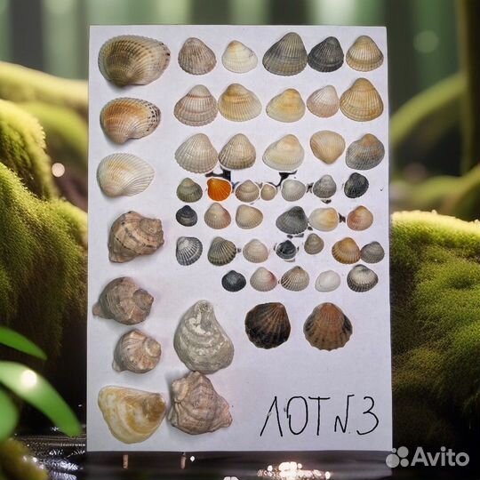 Ракушка / морские ракушки
