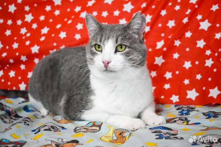 Плюшевый кот Бася ищет дом