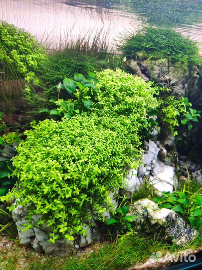 Аквариумные растения, мхи и камни для аквариума