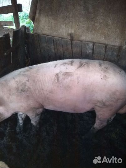 Услуги хряка