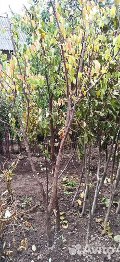 Грецкий орех Урожайный