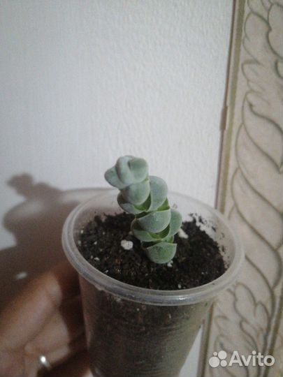 Суккуленты от