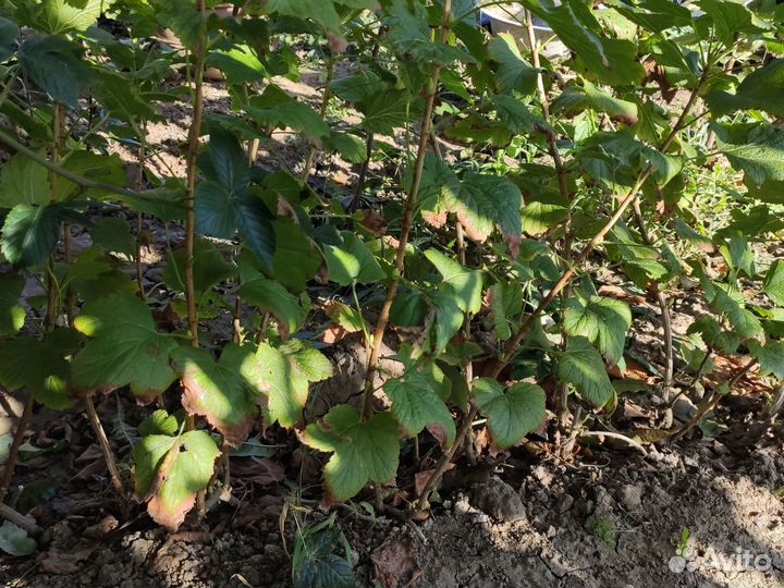 Саженцы черной смородины