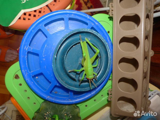 Товары для животных. Птиц