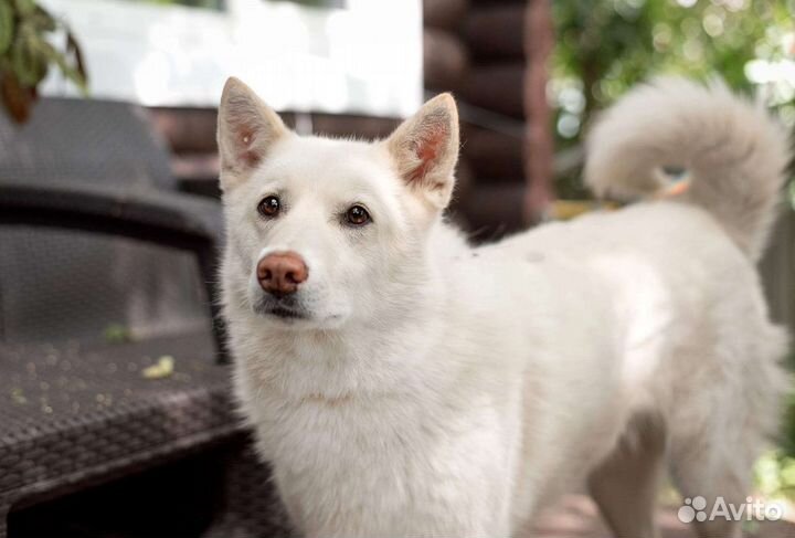 Собака в добрые руки