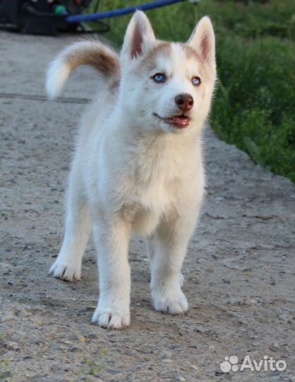 Щенки сибирской хаски