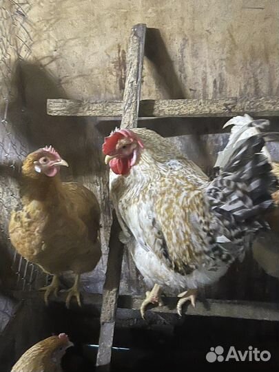 Цыплята -Орловская-ситцевая-Инкубационное яйцо