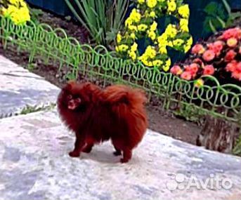 Вязки мальчиков