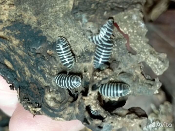 Мокрицы Armadillidium maculatum 