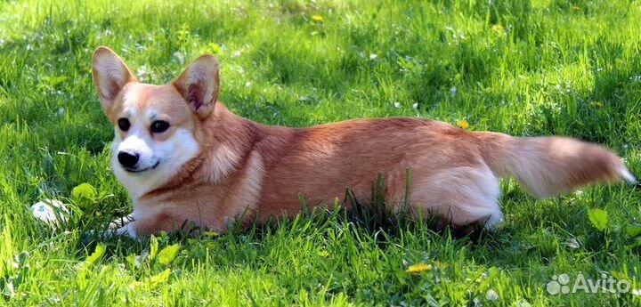 Вельш Корги пемброк вязка