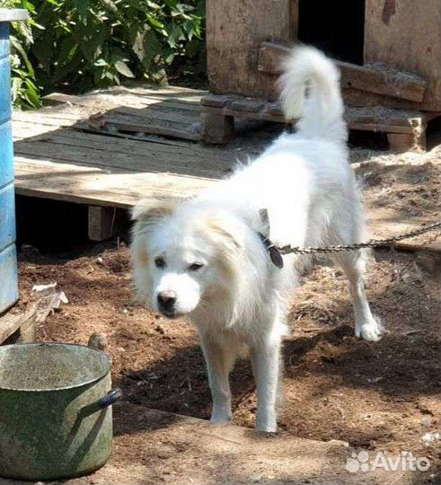 Молод, красив, умен