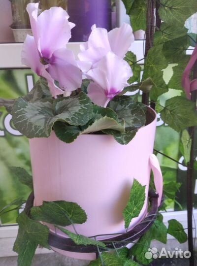 Цветы комнатные