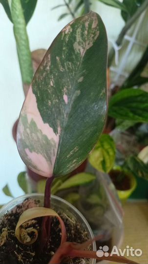 Филодендрон эмиральд вар (клубничный Шейк)