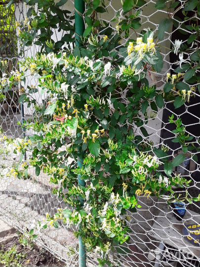 Лианы Каприфоль и клематис тангутский