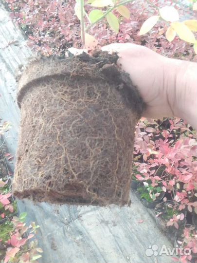 Саженцы голубики