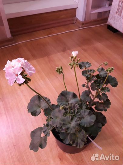 Пеларгония Ярка