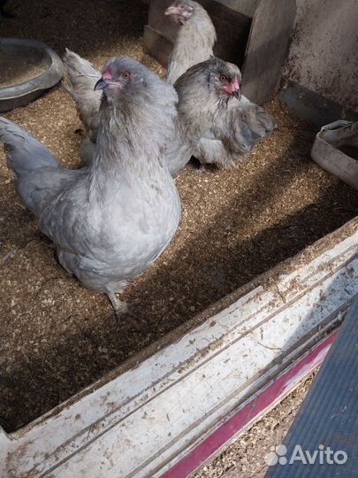 Цыплята амераукана лаванда