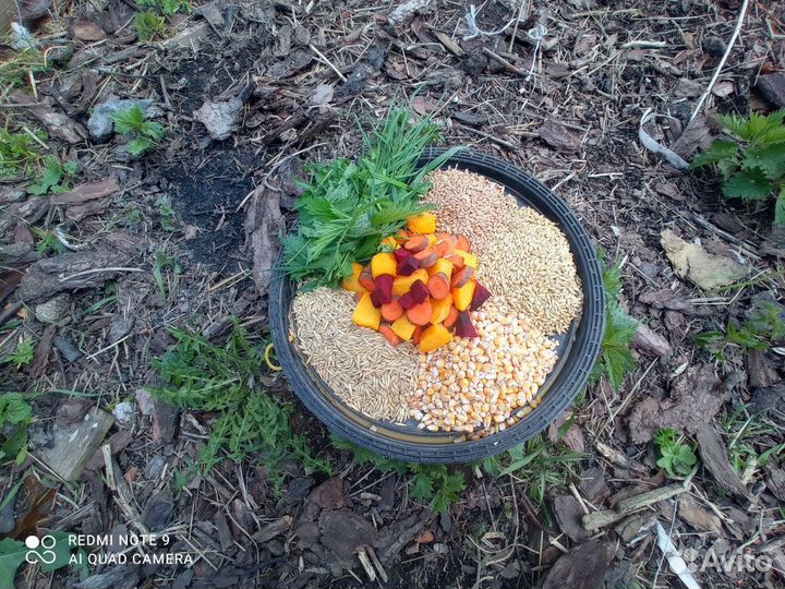 Фермерская домашняя курица ECO, цыпленок зерновой