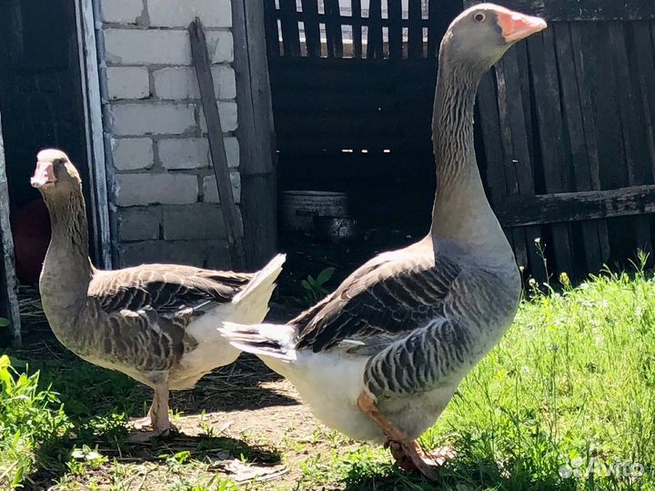 Семья гусей