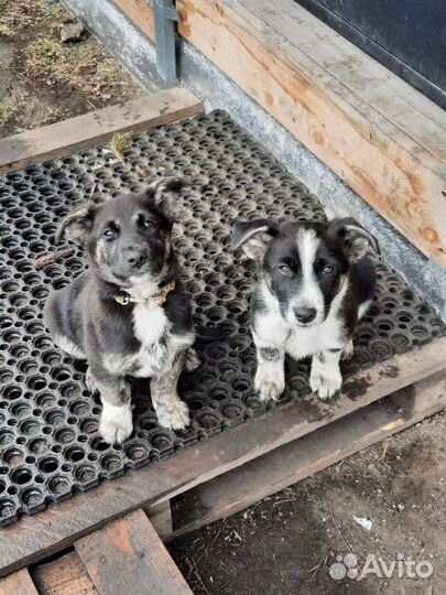 Маленькие щенки в добрые руки