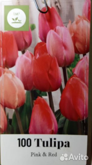 Луковицы тюльпанов