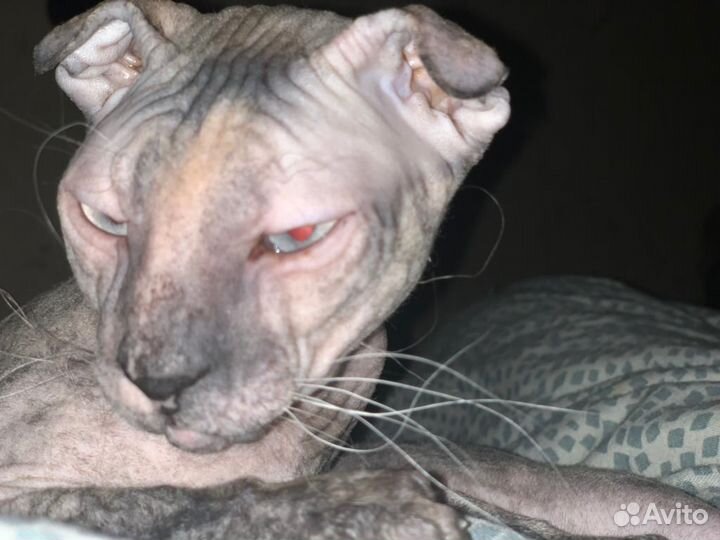 Кошка ищет кота для вязки