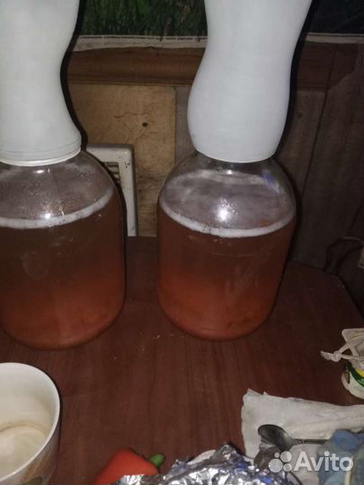 Винный гриб - Зооглея