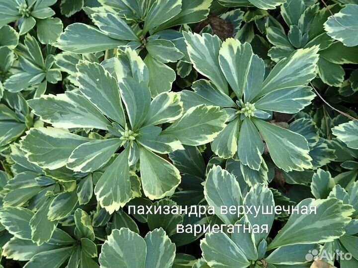 Многолетние садовые цветы