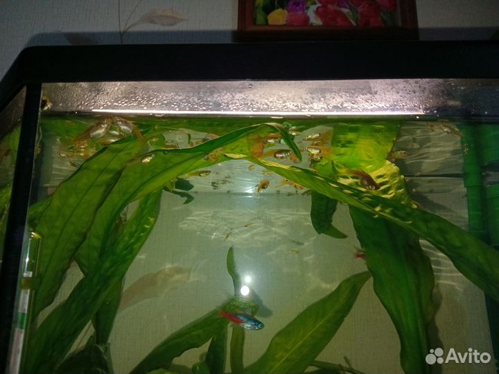 Мальки гуппи