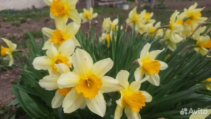 Многолетние цветы