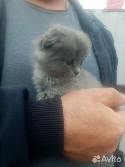 Котята породы шотландской