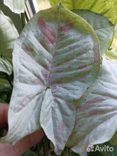 Бугенвиллия, сциндапсус, эпипремнум