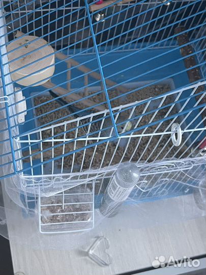 Волнистый попугай с клеткой