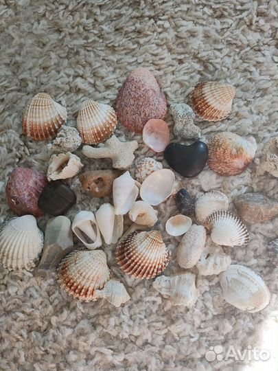 Ракушки (Адриатика)