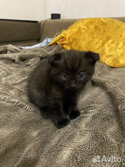 Шотландская