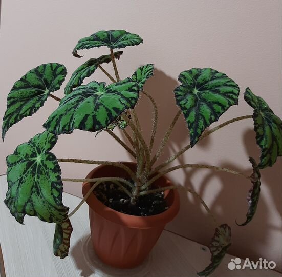 Бегонии сортовые