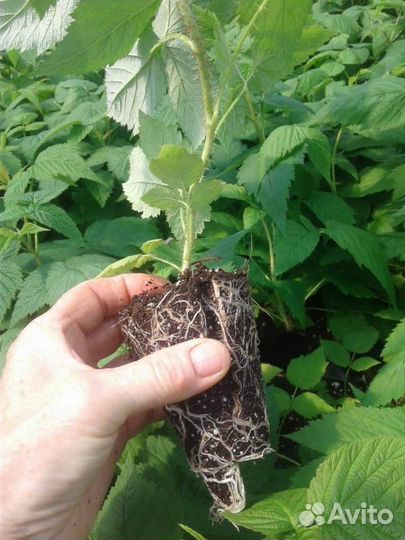 Ремонтантная малина