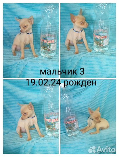 Много тойчиков цветных