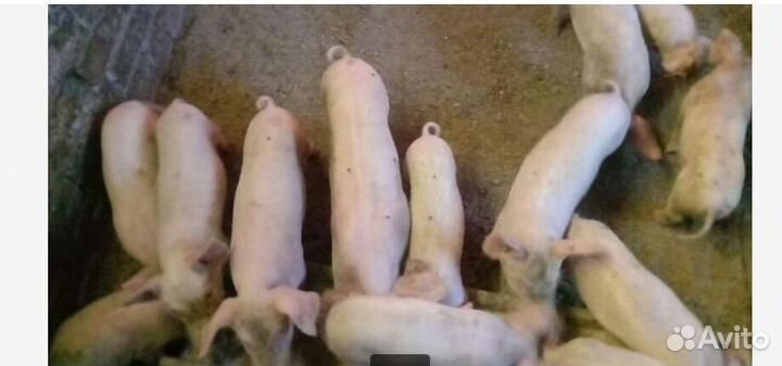 Поросенок ландрас