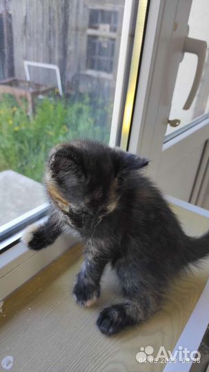 Котенок в добрые руки