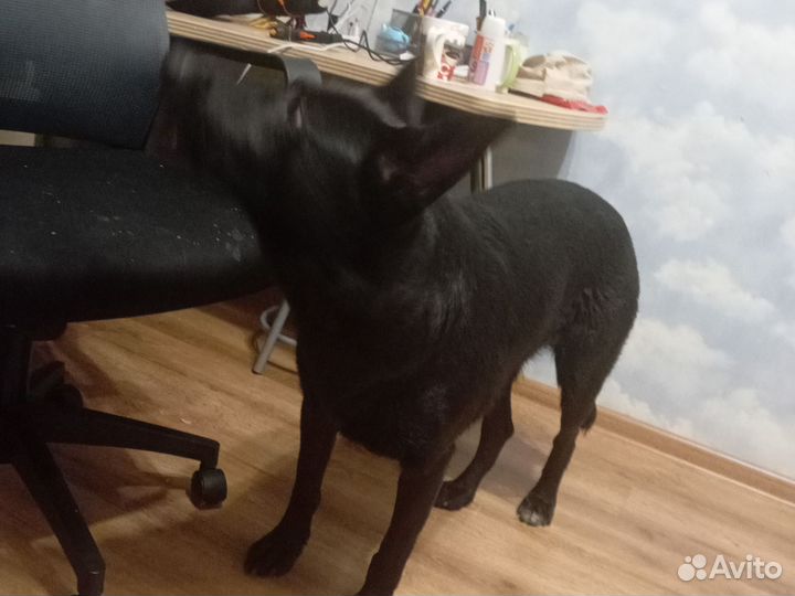 Собака метис