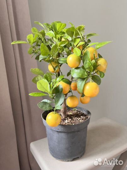 Мандарин из Греции