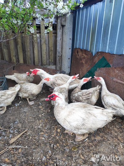 Индоутки французская линия гримо