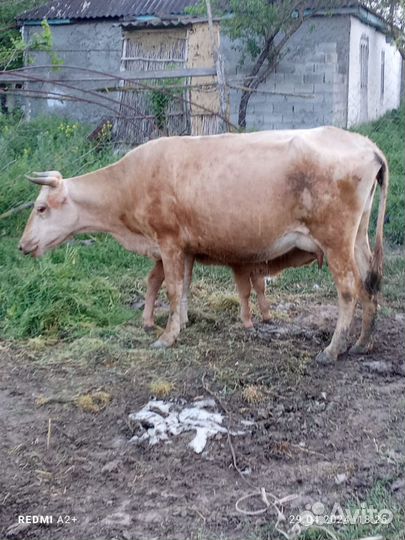 Корова с теленком